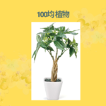 100均 植物