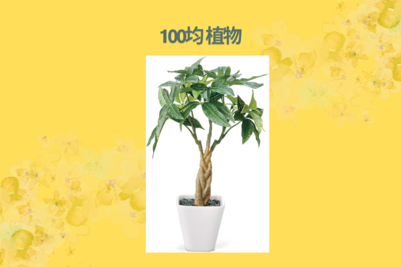100均 植物